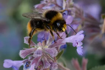 Detail of a bumble bee on a Catmint flower.jpg